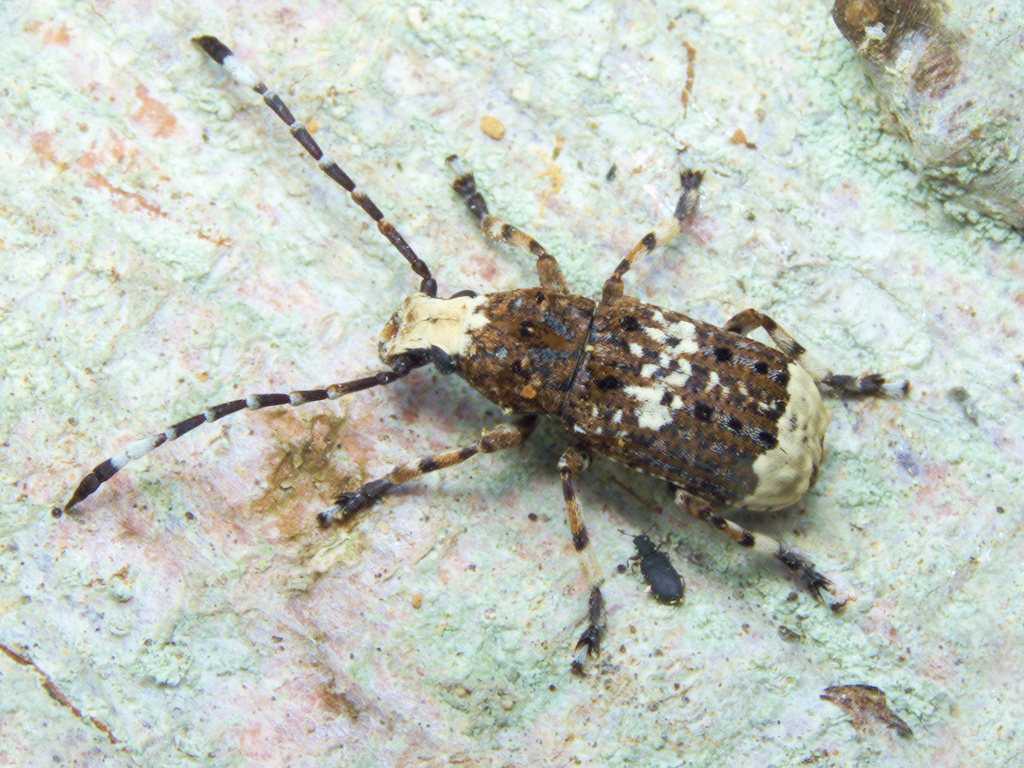 Platystomos albinus (Linnaeus, 1758)